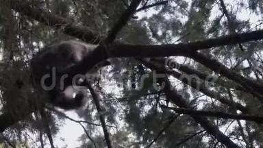 攀缘在松树树枝上的小浣熊